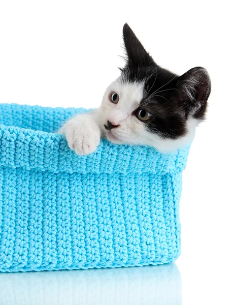 Small kitten in blue knitting basket isolated on white — Stock Photo, Image