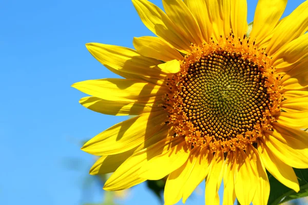 Schöne Sonnenblume auf blauem Himmel Hintergrund, Nahaufnahme — Stockfoto