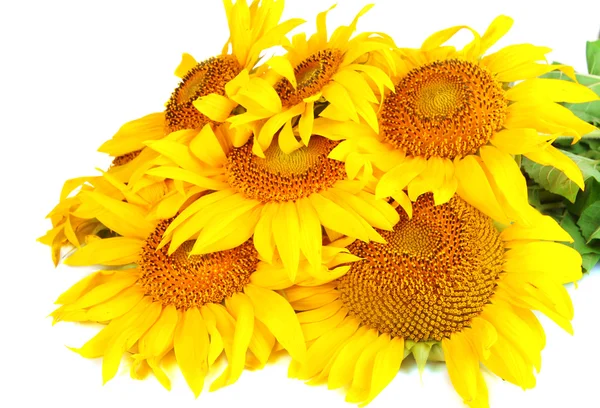 Sunflowers isolated on white — Stock Photo, Image