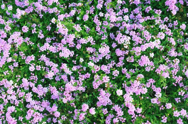 Hermoso fondo de planta verde fresca con flores —  Fotos de Stock