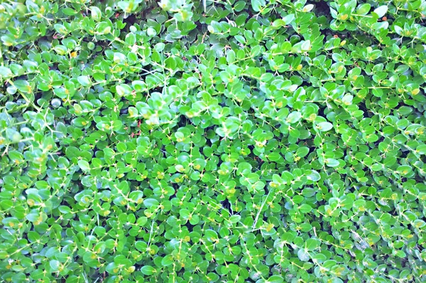 Bellissimo sfondo di fresca pianta verde in giardino — Foto Stock