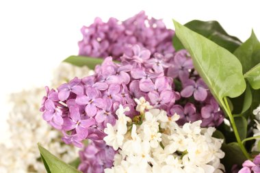 beyaz izole güzel Eflatun çiçekler