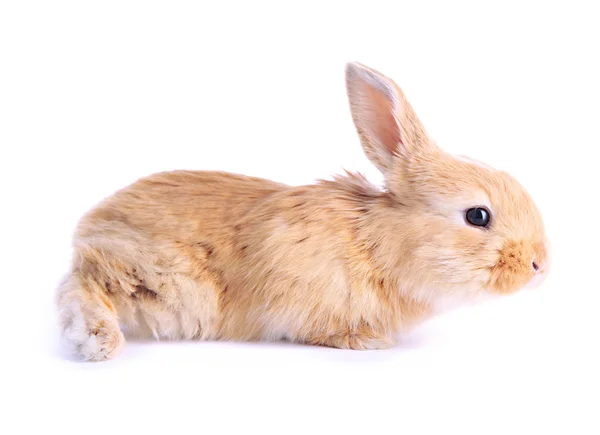 Fluffy foxy rabbit isolated on white — Stock Photo, Image