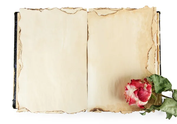 Open old book and rose isolated on white — Stock Photo, Image