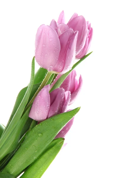 Mooi boeket van paarse tulpen, geïsoleerd op wit — Stockfoto