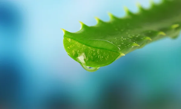 Folha de aloés com gota no fundo natural — Fotografia de Stock