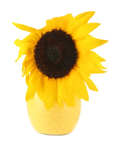 Bright sunflower in vase isolated on white — Stock Photo, Image