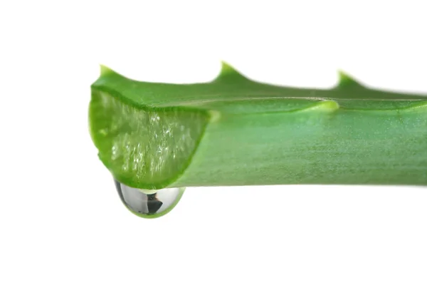 Feuille d'aloès avec goutte, isolée sur blanc — Photo