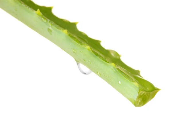 Aloe leaf with drop, isolated on white — Stock Photo, Image