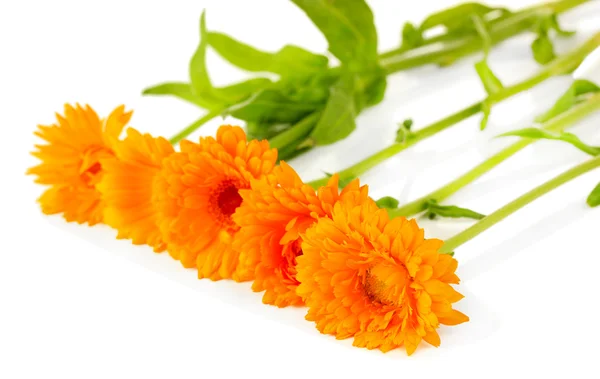 Fiori di calendula isolati su bianco — Foto Stock