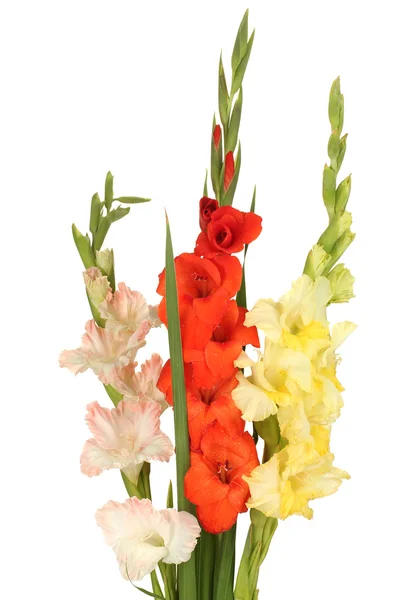 Bouquet of beautiful colorful gladioli on white background close-up — Stock Photo, Image