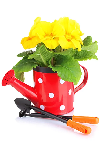 Beautiful yellow primula in watering can, isolated on white — Stock Photo, Image