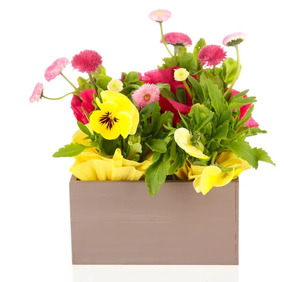 Beautiful spring flowers in wooden crate isolated on white — Stock Photo, Image