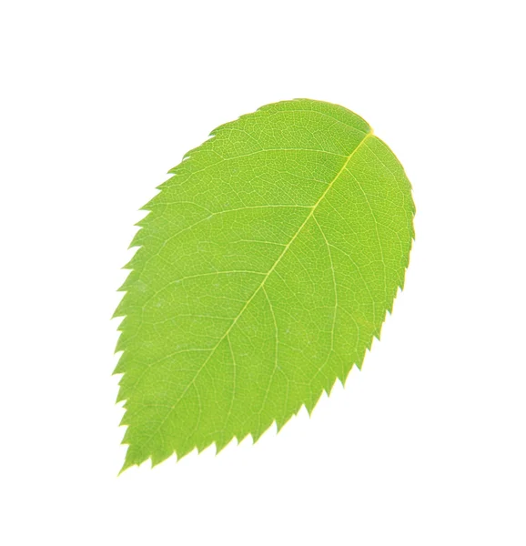 Green leaf isolated on white — Stock Photo, Image