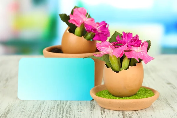 Flowers growing from egg shell, on bright background — Stock Photo, Image