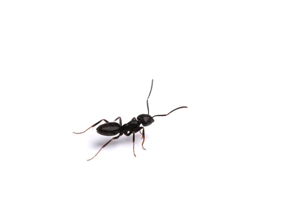 Hormiga negra, aislada en blanco — Foto de Stock
