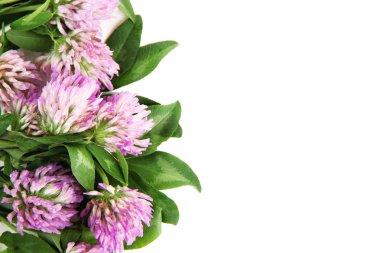 beyaz izole yonca çiçek