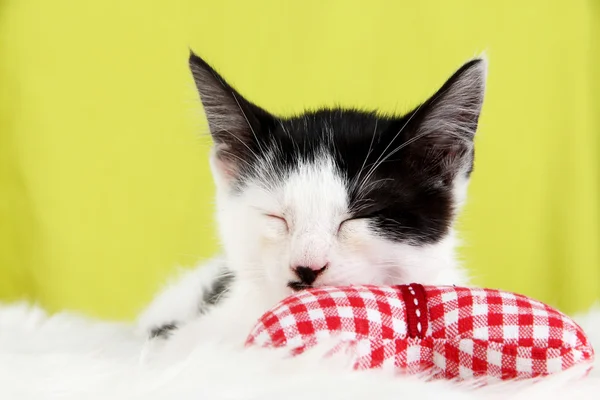 Small kitten on white carpet on fabric background — Stock Photo, Image