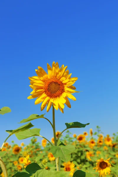 Mooie zonnebloem in het veld close-up — Stockfoto