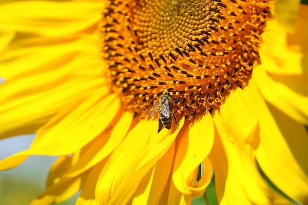 Ape sul bel girasole, da vicino — Foto Stock