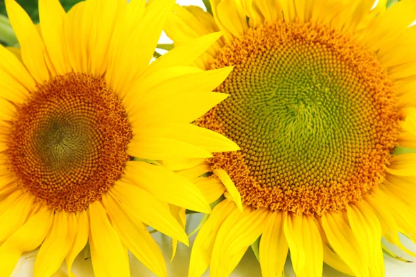 Sonnenblumen aus nächster Nähe — Stockfoto