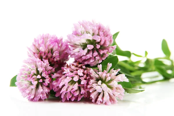 Flores de trevo isoladas em branco — Fotografia de Stock