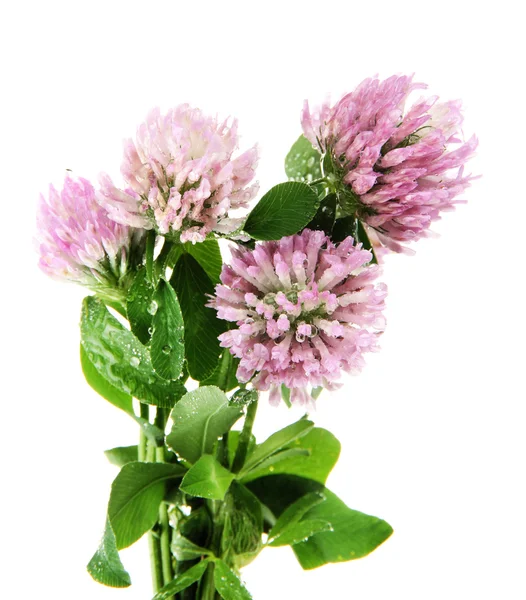 Clover flowers isolated on white — Stock Photo, Image