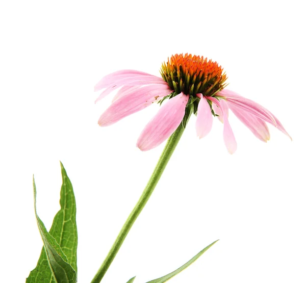 Echinacea bloem geïsoleerd op wit — Stockfoto