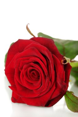 Beyaz üzerine izole edilmiş güzel kırmızı gül