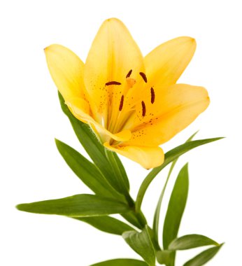 güzel turuncu lilyum, beyaz izole