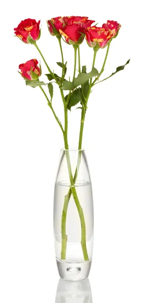 Красивые розы в стеклянной вазе изолированы на белом — стоковое фото