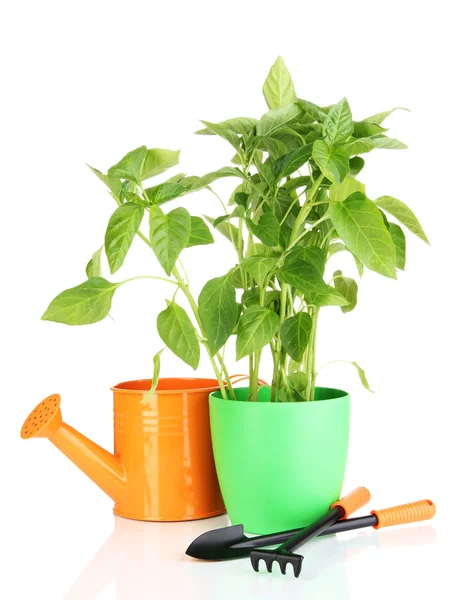 Plántulas de pimienta con herramientas de jardín aisladas en blanco — Foto de Stock