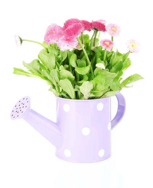 Daisy flowers isolated on white — Stock Photo, Image