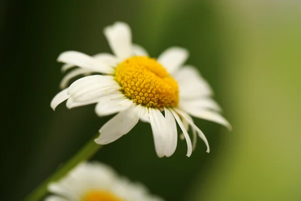 Belles camomilles sauvages, en plein air — Photo