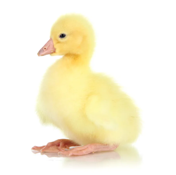 Little duckling isolated on white — Stock Photo, Image