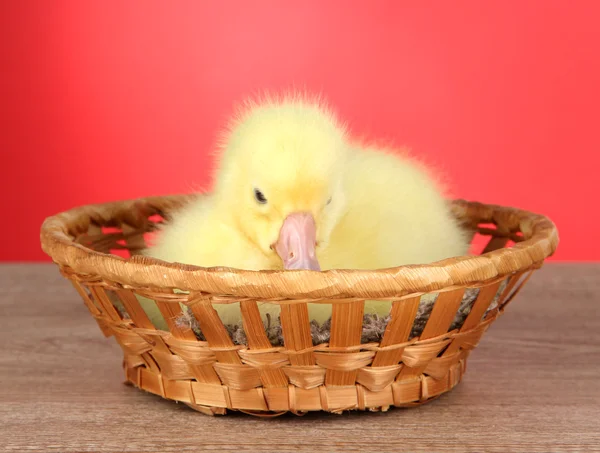 Pequeño patito en canasta de mimbre sobre mesa sobre fondo rojo —  Fotos de Stock