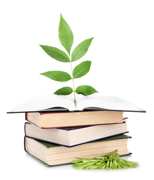 Books with plant isolated on white — Stock Photo, Image