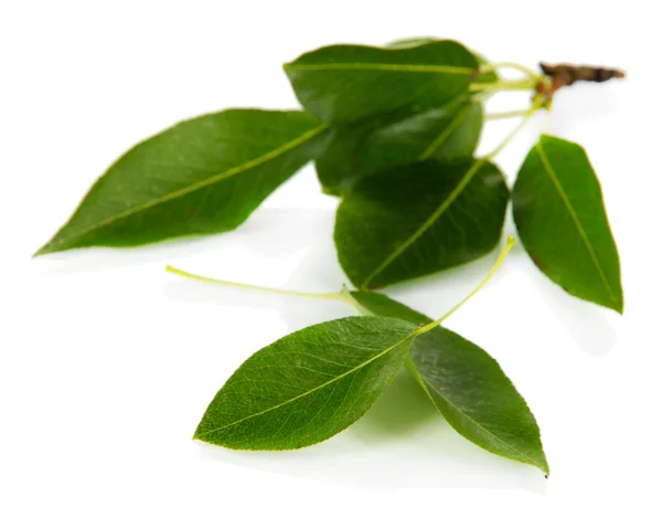 Groene bladeren geïsoleerd op wit — Stockfoto