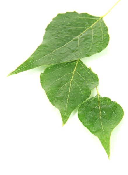 Hojas verdes aisladas en blanco — Foto de Stock