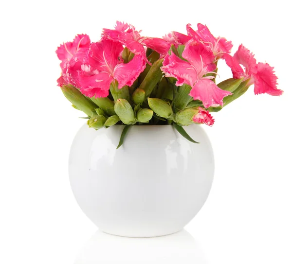 康乃馨的花瓶，孤立在白色的花束 — 图库照片