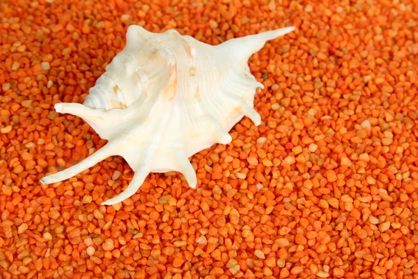 Shell on orange crystals of sea salt background — Stock Photo, Image