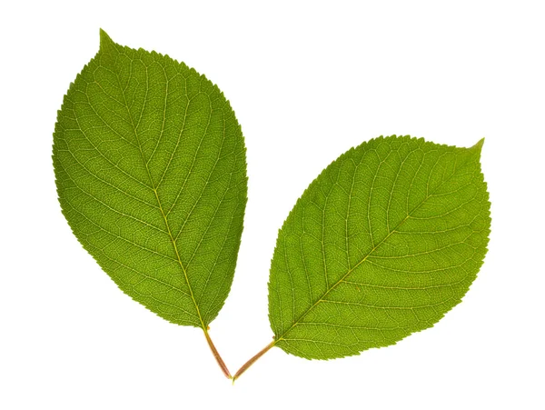 Belles feuilles vertes isolées sur blanc — Photo