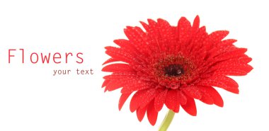 beyaz zemin üzerinde güzel kırmızı gerbera