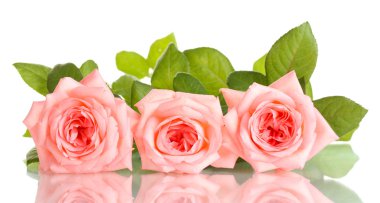 pembe Gül izole Whit üzerinde