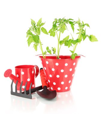 genç bitki üzerinde beyaz izole kova