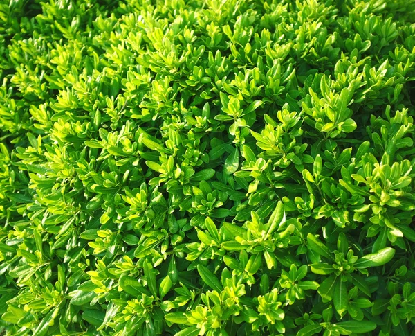 Friss zöld növényi kertben gyönyörű háttér — Stock Fotó