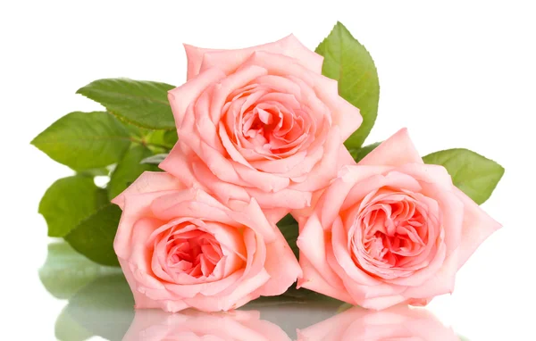 粉红色玫瑰隔离对惠特 — 图库照片