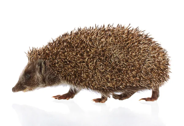 Hedgehog, isolated on white — Stock Photo, Image