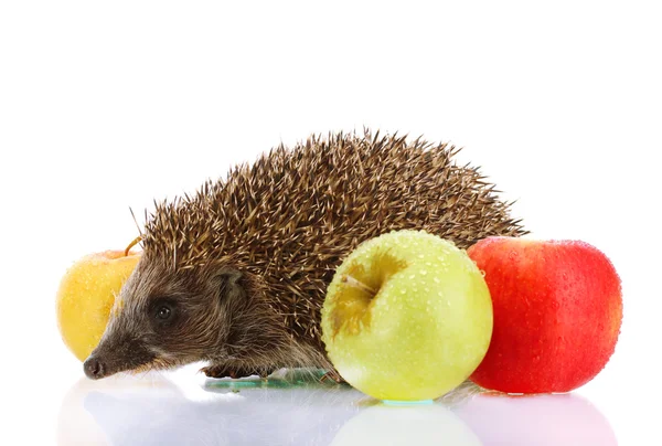 Hedgehog and apples, isolated on white — Stock Photo, Image