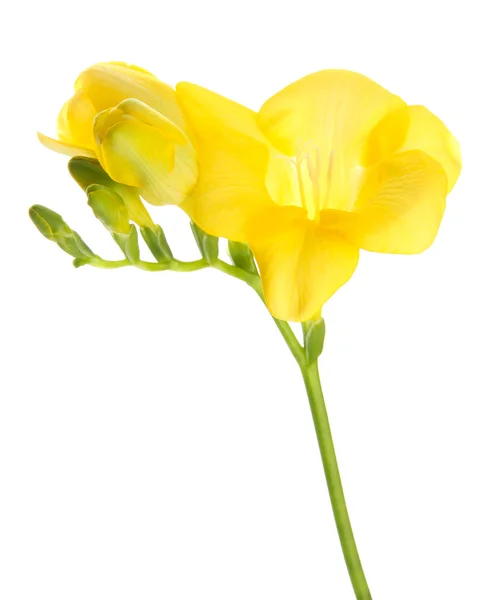 Beautiful freesia, isolated on white — Stock Photo, Image